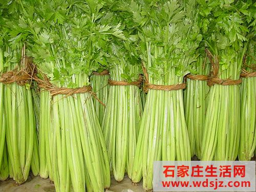 河北永年三千斤芹菜只卖90元