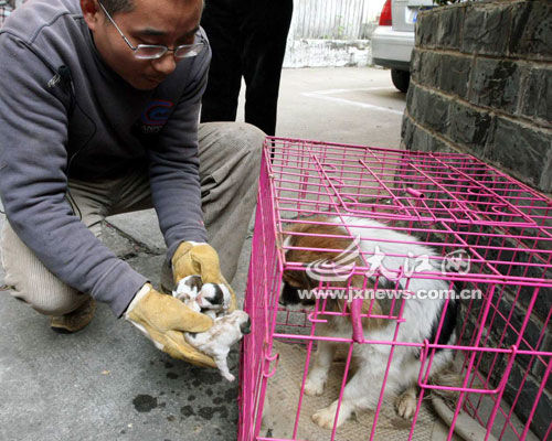 流浪狗为护狗崽咬伤花工 居民哭求特警枪下留情